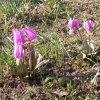 eritronium dens-canis